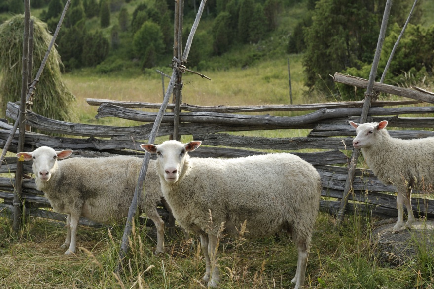 Askala, lammaskatras 1Martina Motzbäuchel